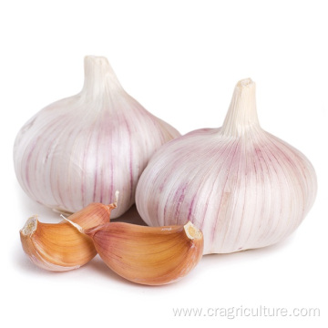 Export Red Chinese Garlic Vegetable Price